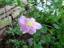 California Wild Rose photo by Picasa/Krista