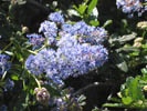 California Wild Lilac photo by Redwood Barn Nursery