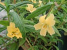 Bush Monkey Flower photo by Picasa/Lexi