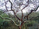 Manzanita photo by Laura Livengood Schaub