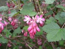 Flowering Currant photo by Urban Butterfly Garden