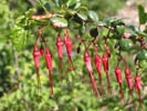 Fuchsia-Flowering Gooseberry photo by Redwood Barn Nursery