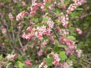 Chaparral Currant photo by cnpsci.org