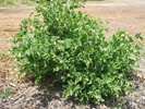 White Pitcher Sage photo by Intermountain Nursery