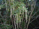 Silk Tassel Bush photo by Mary Liz Parsons