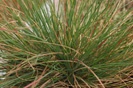 Red Fescue photo by Wild Ginger Farms