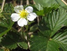 Woodland Strawberry photo by alpenflora.ch