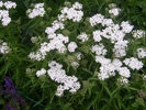 Yarrow photo by picasa/J & M Botanist