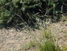 Foothill Needlegrass photo by timetotrack.com