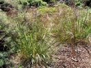 Purple Needlegrass photo by Larner Seeds/Lew Lewandowski