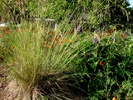 California Fescue photo by drystonegarden.com