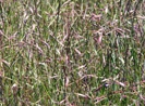 California Oat Grass photo by goert.ca