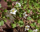 Western Dogwood photo by picasa/Ben K