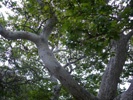 California Sycamore photo by picasa/David Diller