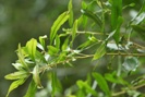 Pacific Wax Myrtle photo by picasa/Michelle