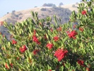 Toyon photo by thegoldengecko.com