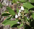 Manzanita photo by picasa/jennifer