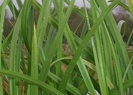 Dune Sedge photo by Nats Nursery