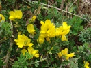 French Broom photo by Forest & Kim Starr