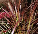 Fountain Grass photo by flickr/tea