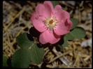 Common Rose