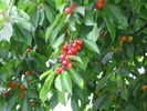 Catalina Cherry