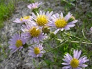 Common California Aster