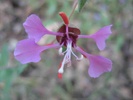 Elegant Clarkia