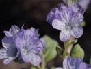 Phacelia