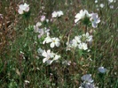 Mountain Phlox