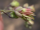 Meadow Rue