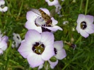 Tricolor Gilia