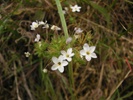 Small Flowered Linanthus