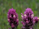 Purple Owl's Clover