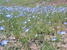 Western Blue Flax