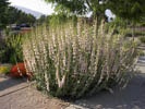 Palmer's Penstemon