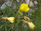 Evening Primrose