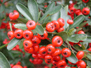 Pyracantha, photo by WJ Hayden, Univ. of Richmond