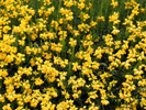 Genista hispanica, Cambridge Univ. Botanical Gardens