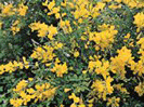 Cytisus racemosus, photo by Pflanzensuche, Denmark