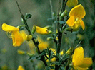 Cytisus scoparius, photo by AK Committee for Noxious Plants