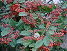 Cotoneaster salicifolia, photo by Murat Pilevneli