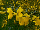 Cytisus Canariensis, photo by herbalfire.com