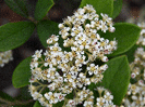 Cotoneaster lacteal, photo by The Rampant Gardner