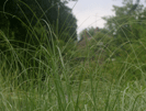 Cortaderia selloana, photo by Antonie van der Bos