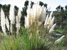 Cortaderia jubata photo by Raphael Mazor