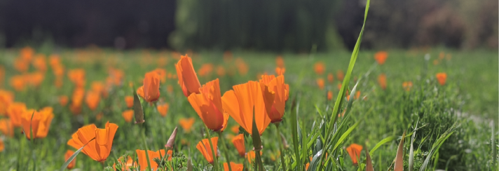 poppies