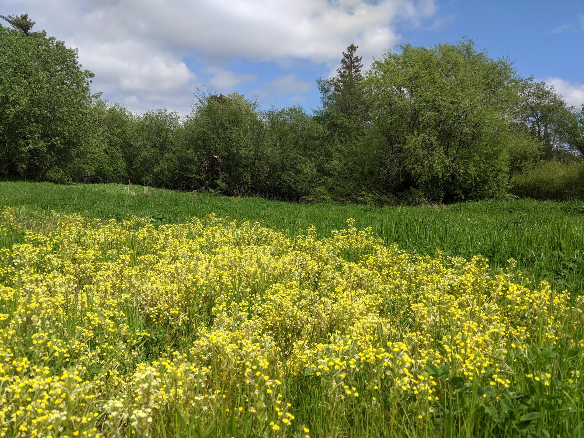 Spring Down yellow flowers Kari Chinn