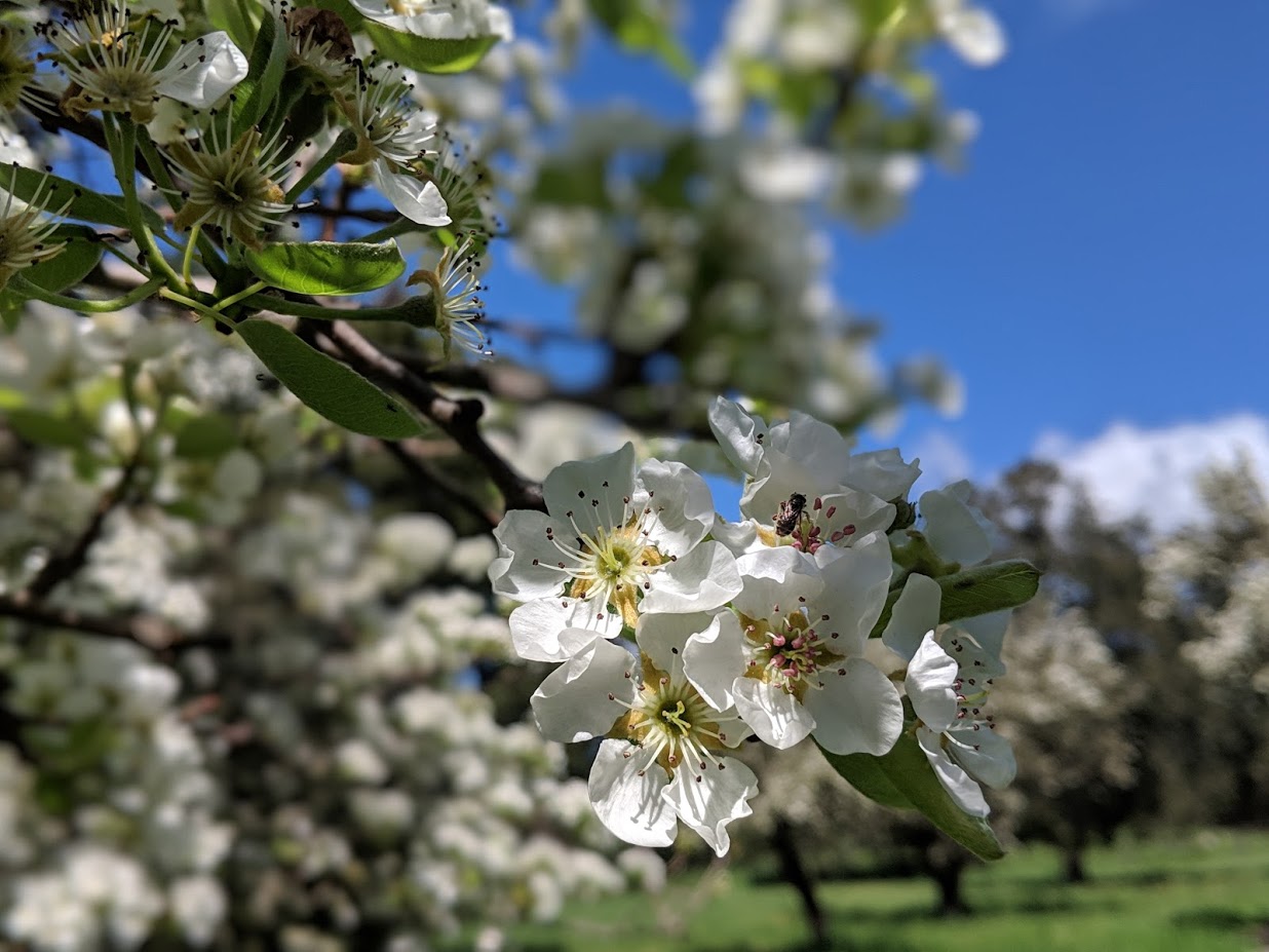 Springdown Historic Pear trees and bees Kari Chinn