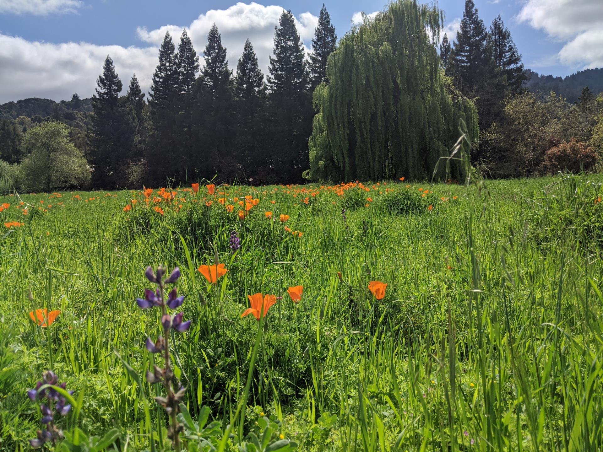 Springdown poppies lupine Kari Chinn